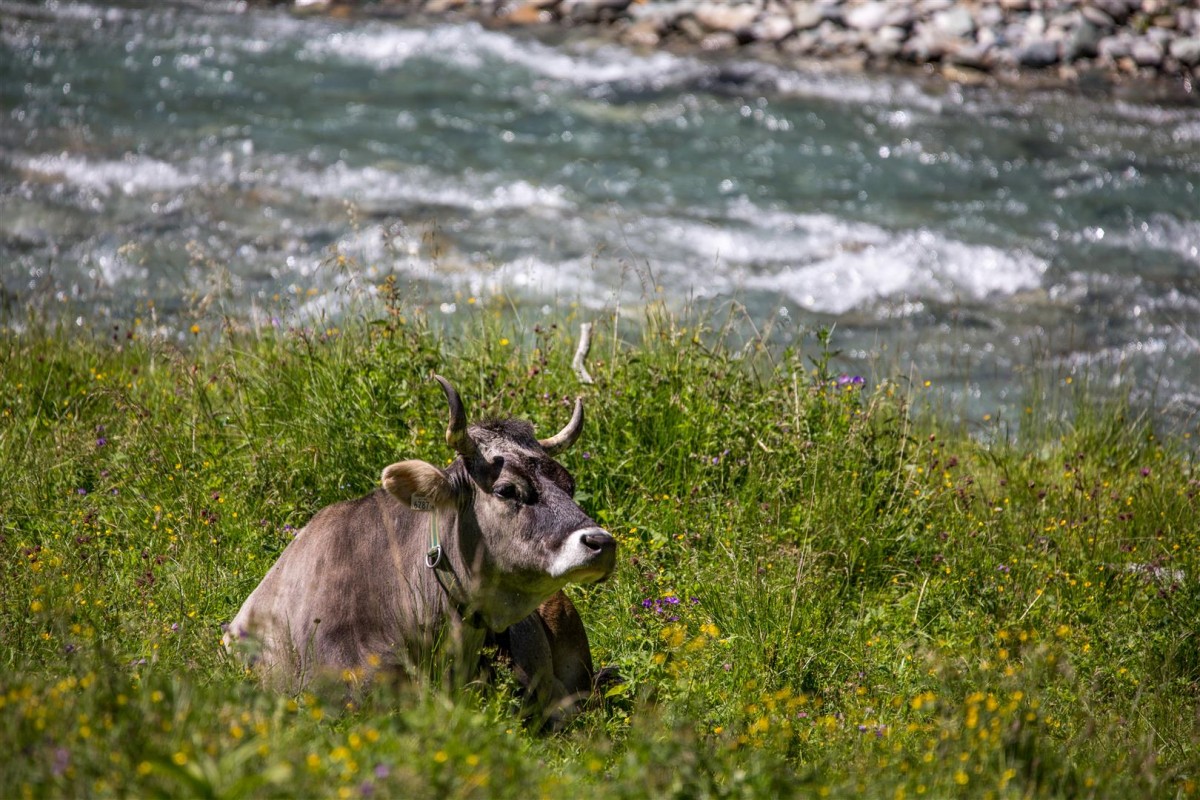Nationalpark Regionsprodukt Biobauernhof Stemberger Kuh