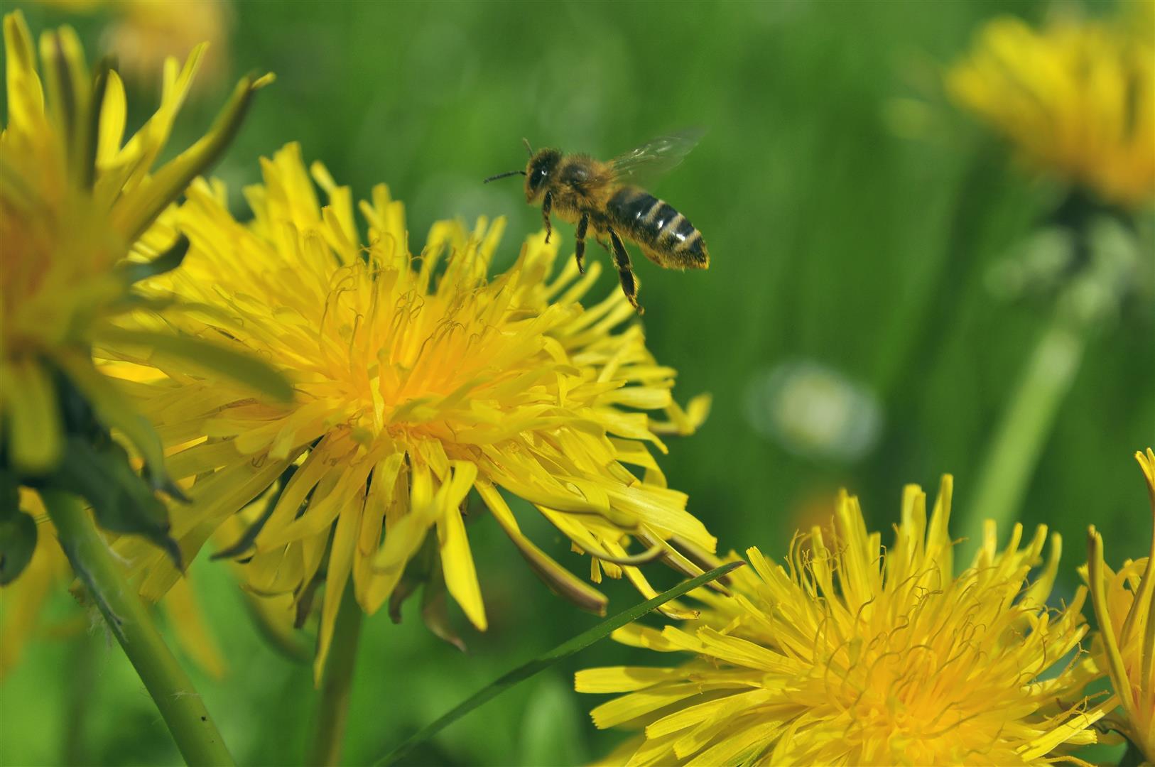 Viktoria Trager Honig Biene auf Loewenzahn
