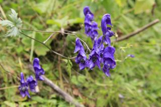 Aconitum degenii Rispiger Eisenhut Maurertal cNPHT Hechenblaickner