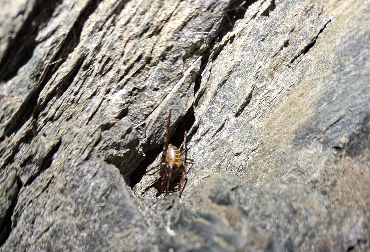 Grosse Hoehlenspinne im Bergwerk Hochfeld c S Moser