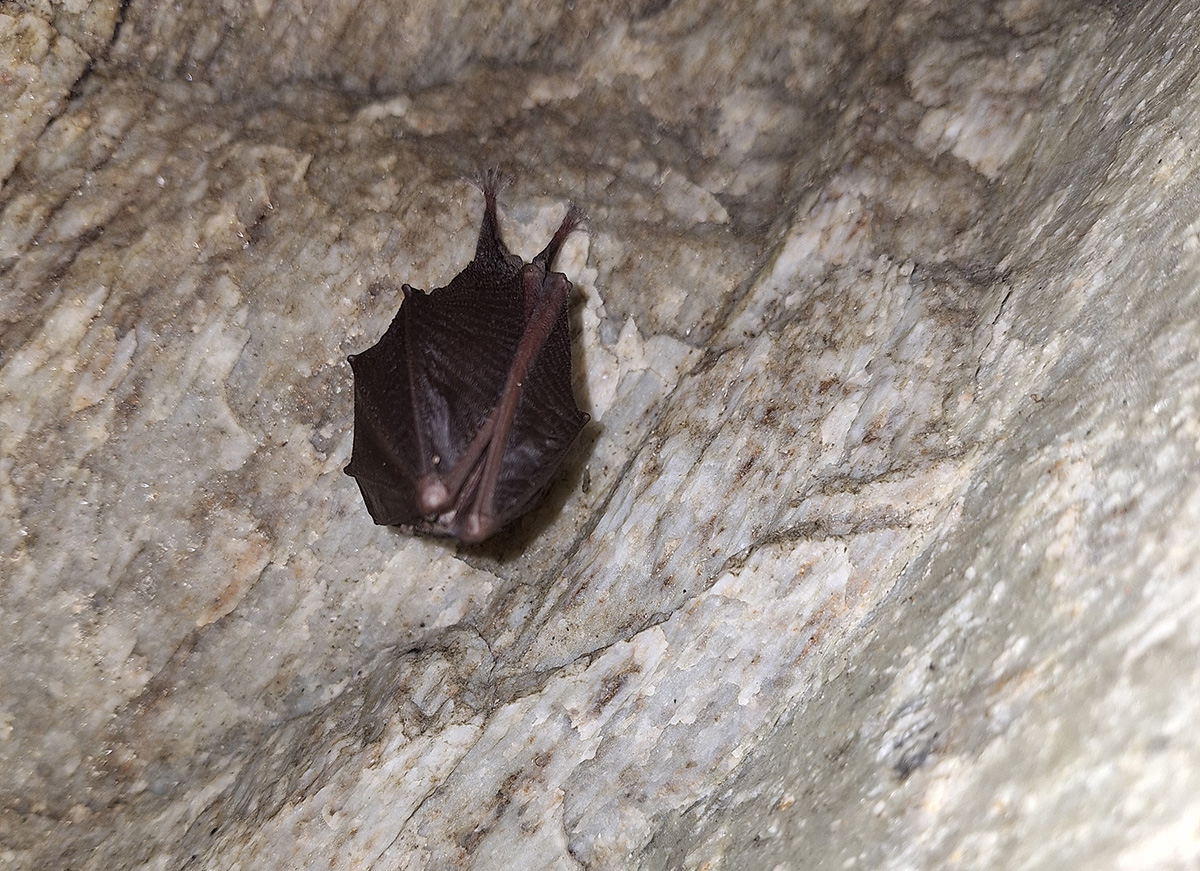 Kleine Hufeisennase im Winterschlaf c S Lerch