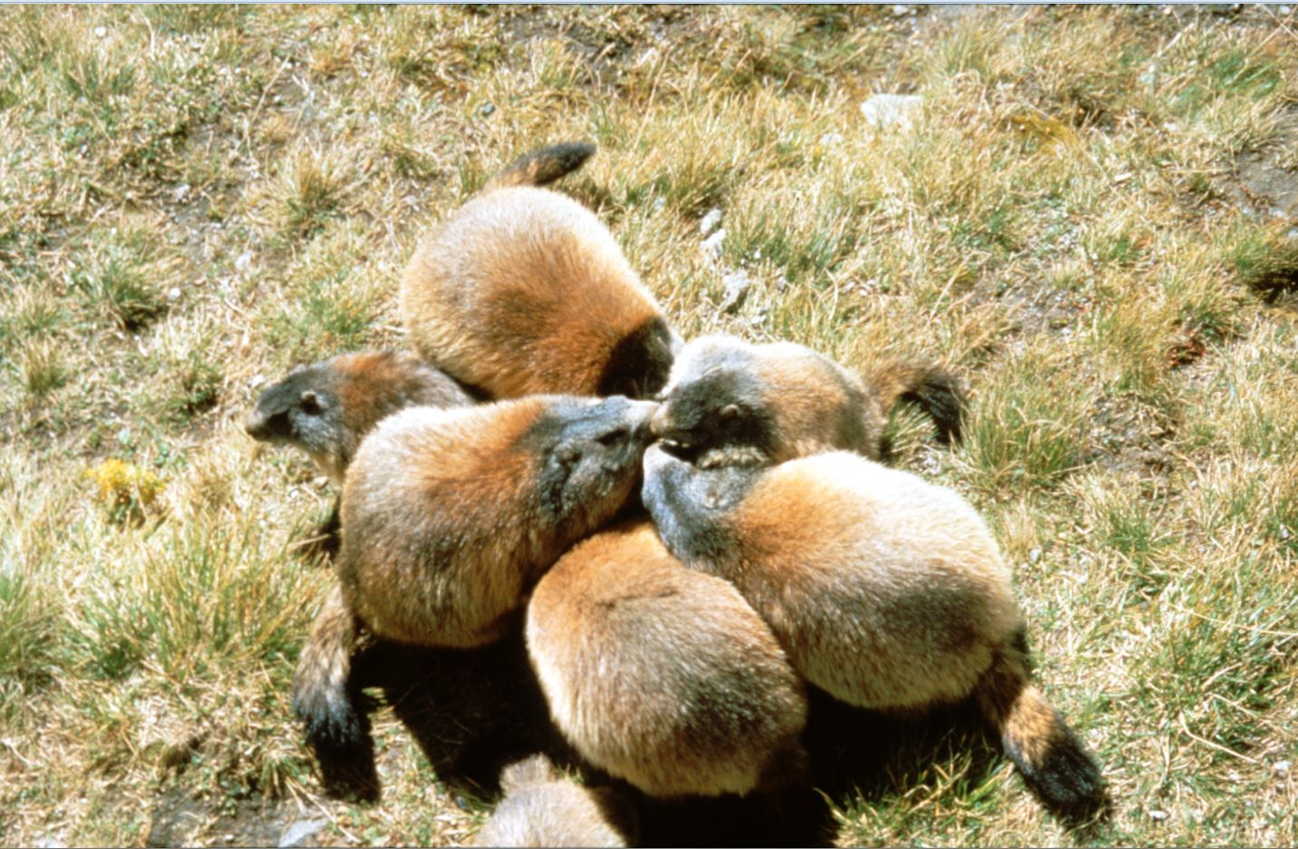 (c) NPHT Murmeltiere