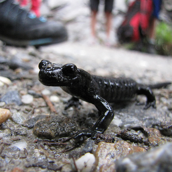 Alpensalamander