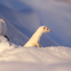 Hermelin_Foto Daniel Zupanc