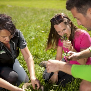 Allgemein_Kräuter_cNationalparkHoheTauern_Martin Lugger (3) (Medium)