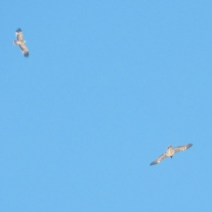 Kaiseradler Kolmkar_c_Krisch