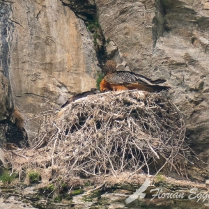 Bartgeier im  Krumltal c NPHT Egger Florian