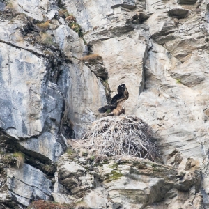 Krumltal Bartgeierhorst c NPHT 