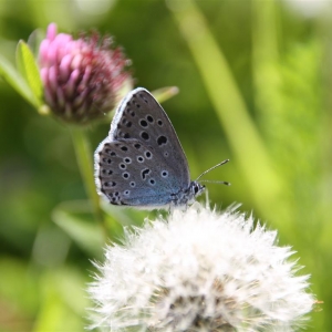 Thymian_Ameisenblauling_c_NPHT_M_Lehnert_4 (Medium)