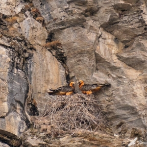 Das Bartgeierbrutpaar im Krumltal 2020 c Florian Egger
