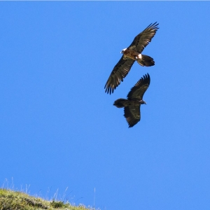 Bartgeier alt (oben) und Bartgeier jung. Der Unterschied in der Gefiederfärbung ist deutlich erkennbar. _cNPHT_Richard_Straub