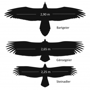 Die Silhouetten der Greifvögel machen es einfach, die einzelnen Greifvögel zu unterscheiden