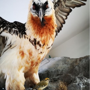 Im Größenvergleich der Giganten c NPHT Kurzthaler