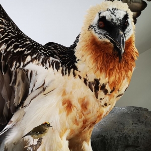 Die beiden Vögel im direkten Größenvergleich c NPHT Kurzthaler