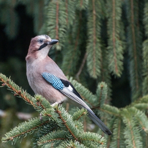 Eichelhäher ständiger Begleiter der „Wiesbachhexe“