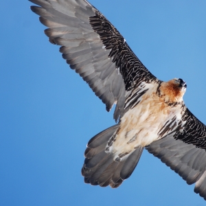 Bartgeier_c_M_Knollseisen_6