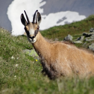 Gams_FotoNPHT_M_Lackner1