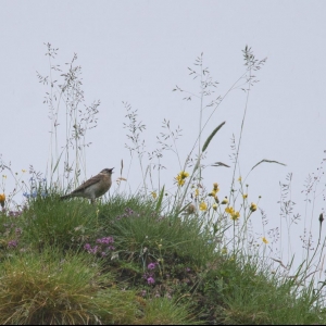 Bergpieper rufend c Martin Lechleitner