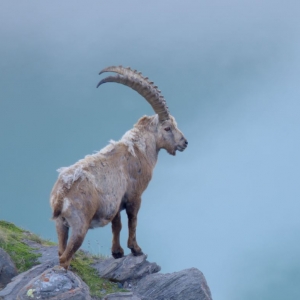 Steinbock im Nationalpark Hohe Tauern c Interspot Film