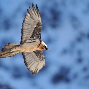 Bartgeier im Flug c LeLay