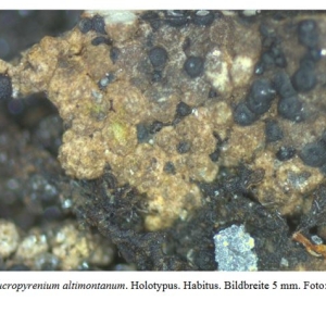 Flechten Neufund_c Breuss