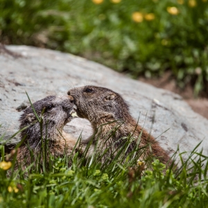 Murmeltier_cNationalparkHoheTauern_Hannah_Assil_u_Michael_Kastl_11
