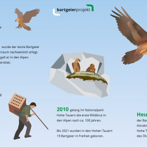 Bartgeier Infografik mit Steckbrief Projekt