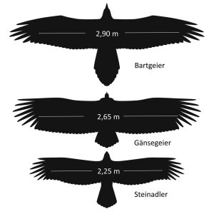 Flugbilder von Bartgeier, Gänsegeier und Steinadler Quelle: IOD
