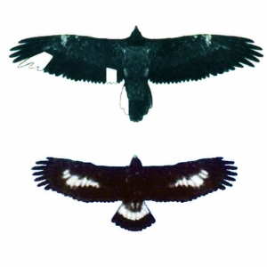 Steinadler Bartgeier Verg Kopie