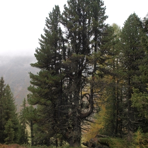 c Nationalpark Hohe Tauern Senitza Eckart