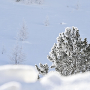 Latsche  in winterlicher Landschaft
