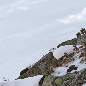 Schneehuhn_cNPHT_Gressmann (Medium)