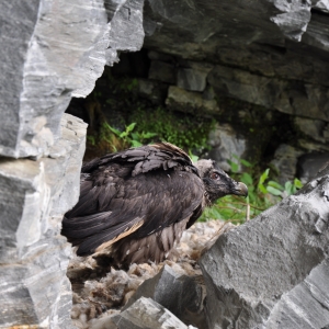 Bartgeiernachwuchs. Ein junger Bartgeier sitzt im Horst. c NPHT Archiv