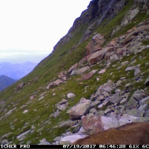 Gams mit der Fotofalle fotografiert c NPHT