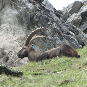 Steinbock liegt im Gelände c NPHT Angermann