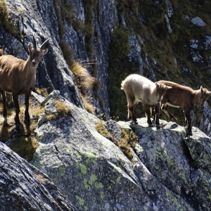 Steinkitze klettern im Fels c NPHT Angermann