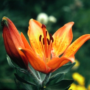 NPHT_Kurzthaler_Feuerlilie-Sajat_Lilium_bulbiferum