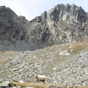 Toegischertal_Pizleshorn_cNPHT_low