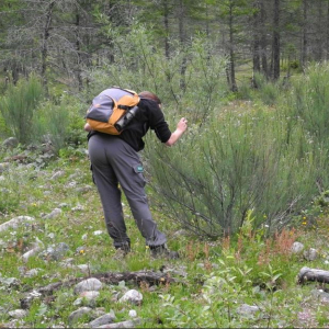 Die Tamariske- eine Pionierpflanze - im Kalser Dorfertal cNPHT Kurzthale