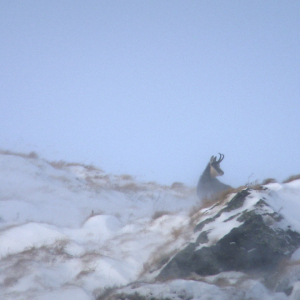 Eine Gams duckt sich in einem Wintersturm hinter einer Geländeerhebung. 