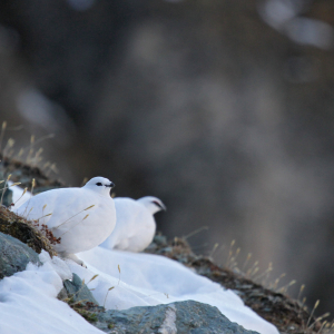 Eine Schneehenne und ein Schneehahn sitzen auf einem teilweise schneebedeckten Hang. Der Fokus der Kamera ist auf der im Vordergrund sitzenden Schneehenne. 