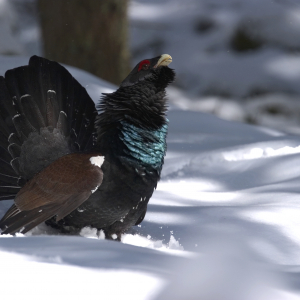 Ein Auerhahn balzt im Schnee.