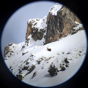 Steinbock_SpektivIMG_20160302_WA0005_Angermann