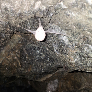 Eikokon der Grossen Hoehlenspinne_c_S-Lerch