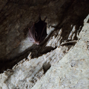 Kleine Hufeisennase im Winterschlaf im Stollen_c_S-Lerch