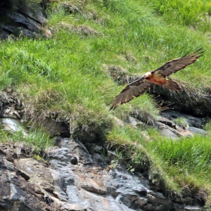 Bartgeier2_c_MatthiasLehnert