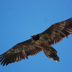 Bartgeier _Foto NPHT_M. Knollseisen