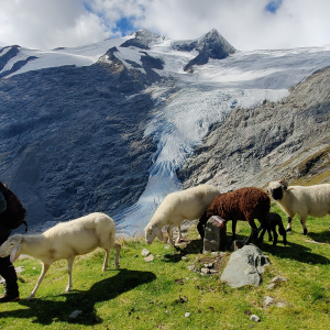 Hirte_Gschloesstal_cSchneebergerTobias